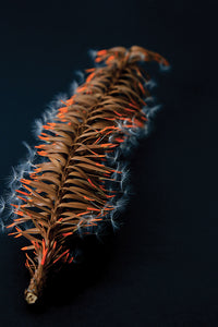 Symbiogenèse, photographie 60 x 40 cm par Ann Bernachin - Série limitée