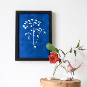 Herbier chimérique en cyanotype de Polygonat euphoranemo