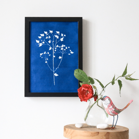 Herbier chimérique en cyanotype de Polygonat euphoranemo